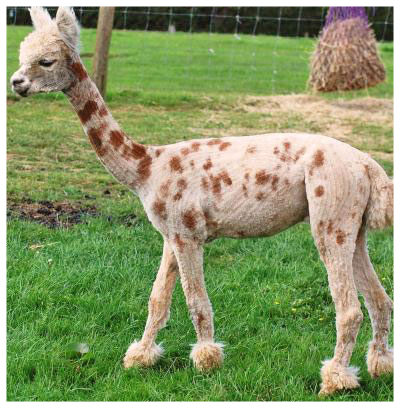 Leopard Appaloosa Alpaka Zucht in Sachsen-Anhalt