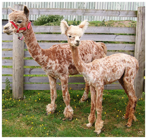 Leopard Appaloosa kaufen