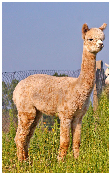 Leopard Appaloosa Alpaka Zucht