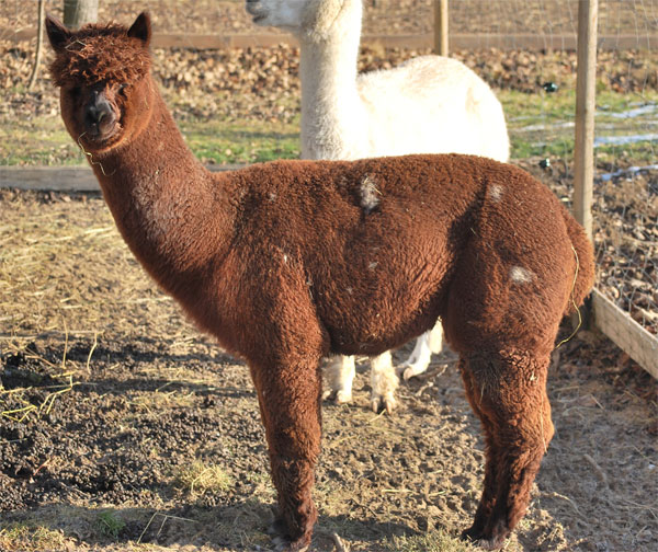 Appaloosa Alpaka kaufen in Deutschland