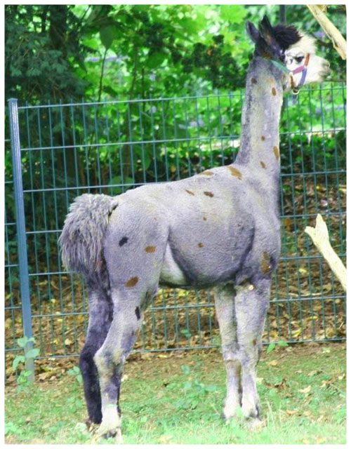 Appaloosa Alpakas verkaufen in Sachsen-Anhalt