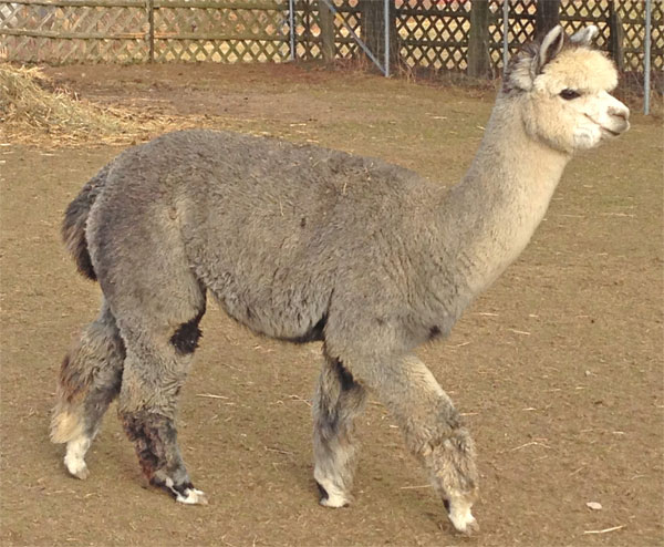 Appaloosa-Alpakas kaufen in Deutschland Zucht in Sachsen-Anhalt