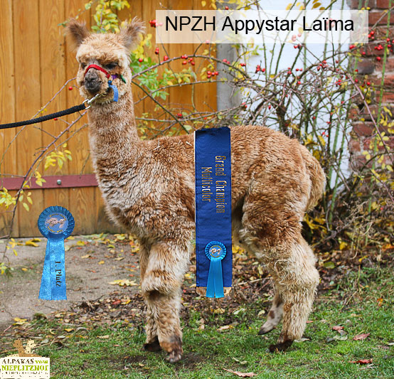 Leopard Appaloosa Alpaka