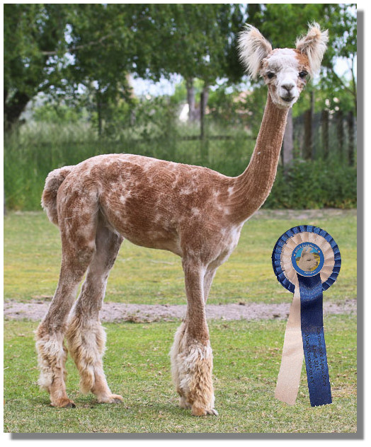 Appaloosa Alpaka Minkar