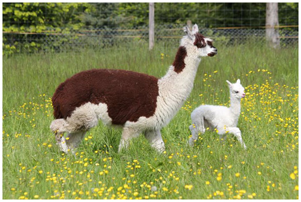 Alpaka Appaloosa Zucht in Deutschland Sachsen-Anhalt