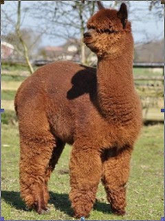 Einfarbige Appaloosa Alpakas