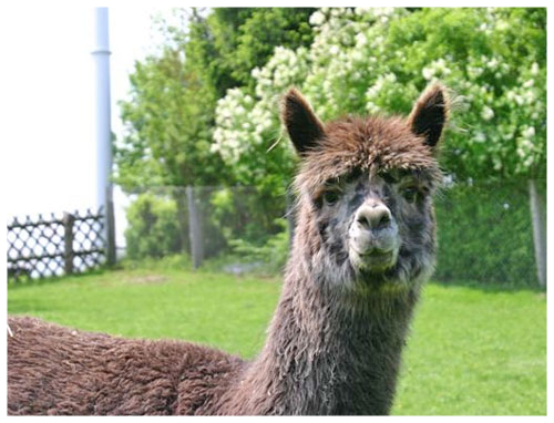 Grey Appaloosa Alpaka kaufen verkaufen Harlekin