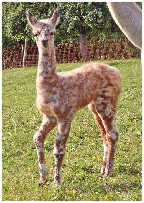 Gray Appaloosa Alpakas Harlekin 