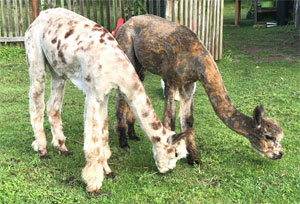 Appaloosa Deckhengst Sachsen-Anhalt