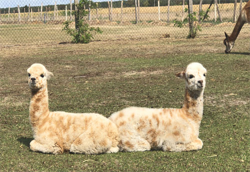 Leopard Appaloosa Alpakas kaufen