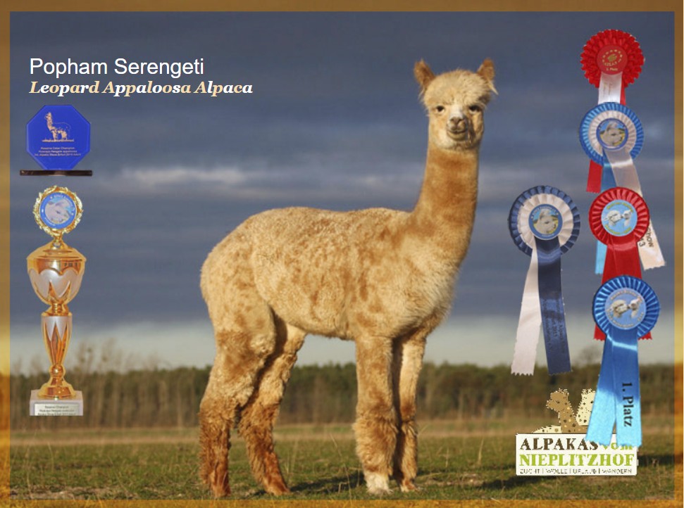 Leopard Appaloosa Alpaka Hengst Serengeti