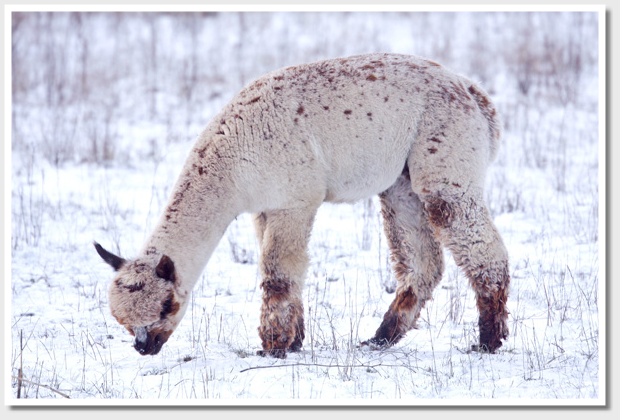 Alpaka mit Flecken Appaloosa Alpaka