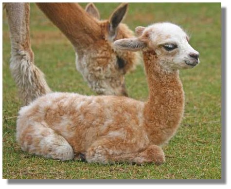 Reverse Appaloosa Alpaka