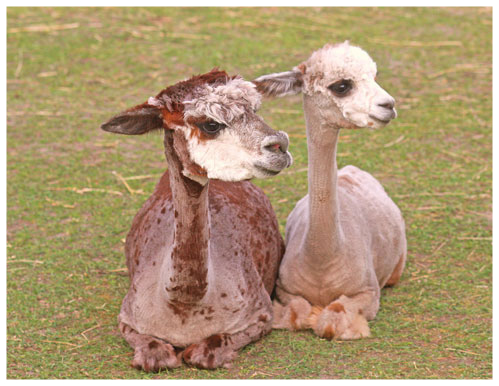 Appaloosa Alpakas verkaufen kaufen