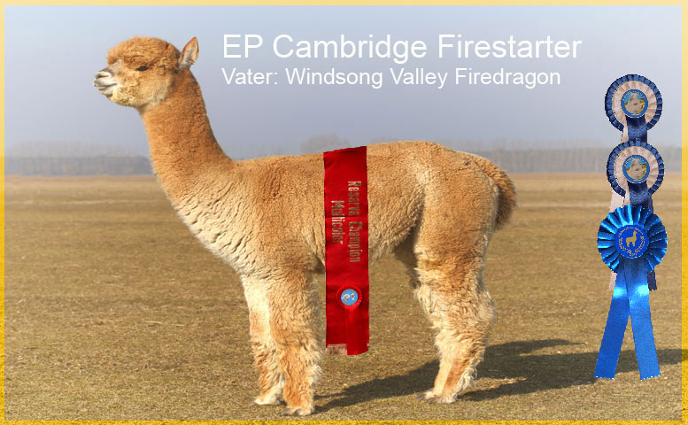 Appaloosa Deckhengst