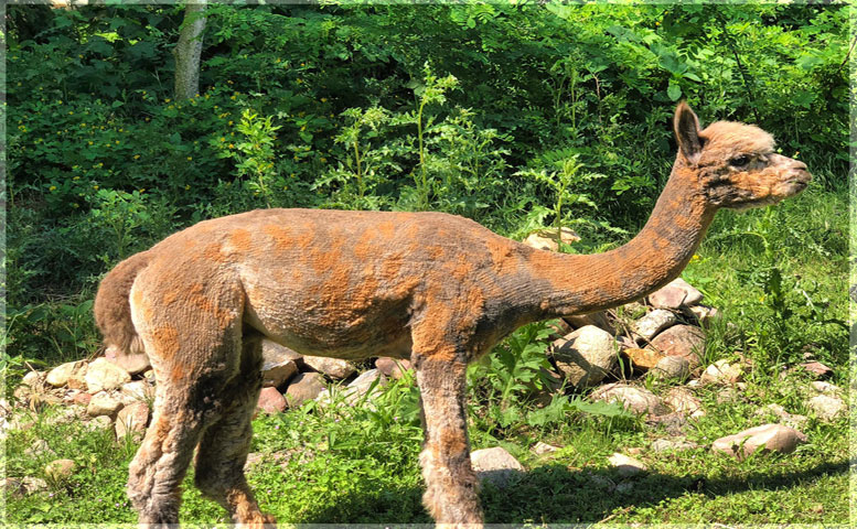 Appaloosa Deckhengst in Sachsen-Anhalt Leipzig